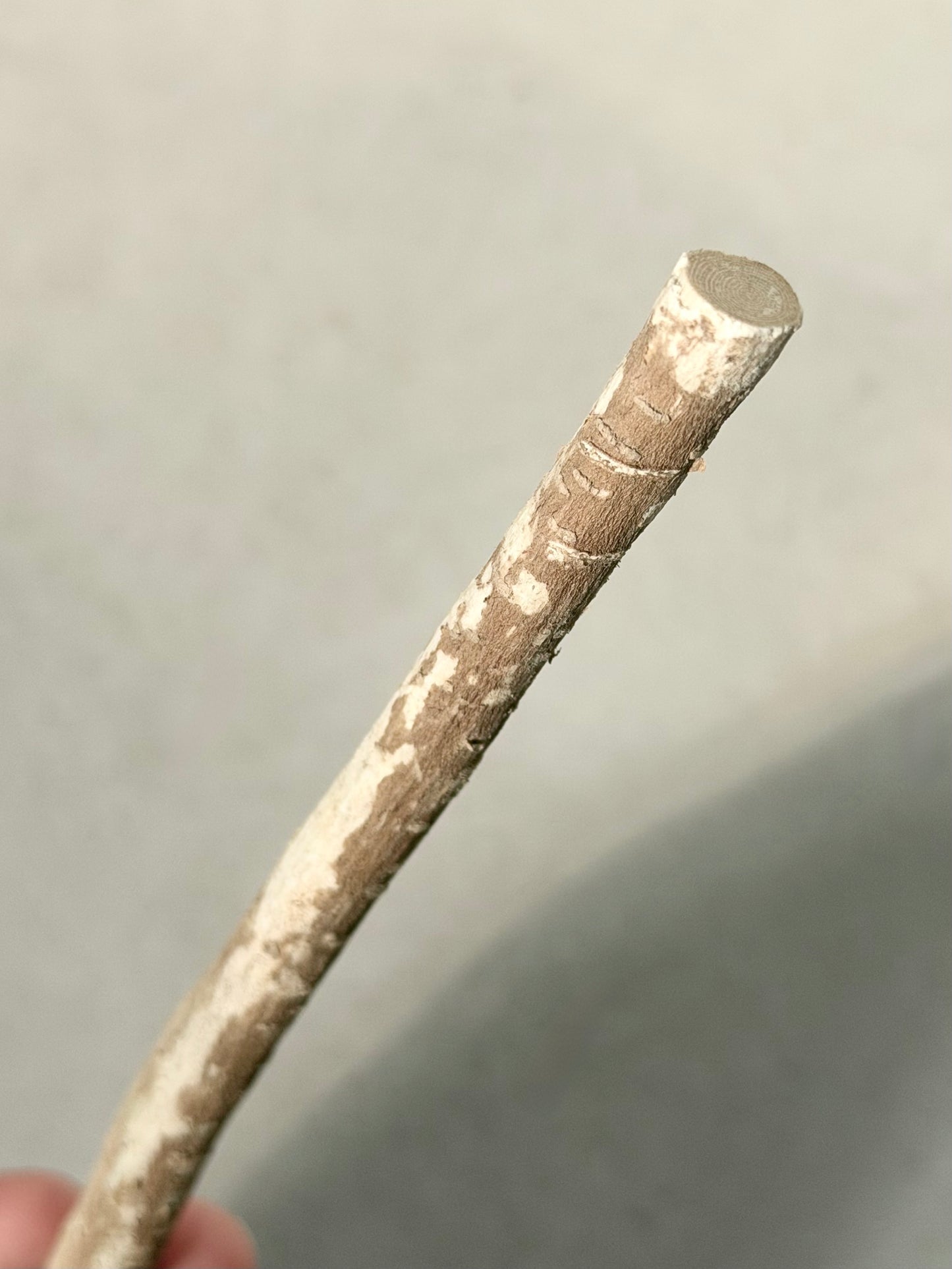 Moroccan Siwak