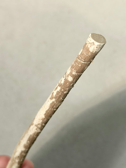 Moroccan Siwak